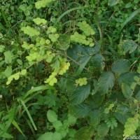 Phyllodium pulchellum (L.) Desv.
